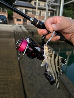 コトヒキの釣果