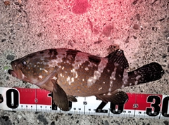 キジハタの釣果