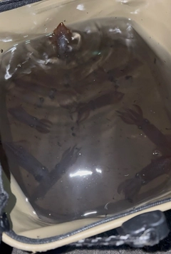 マメイカの釣果