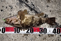 タケノコメバルの釣果
