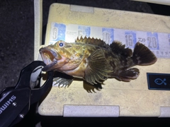 カサゴの釣果