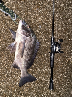 クロダイの釣果