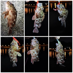 ガシラの釣果