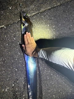 タチウオの釣果