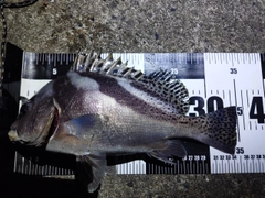 コロダイの釣果