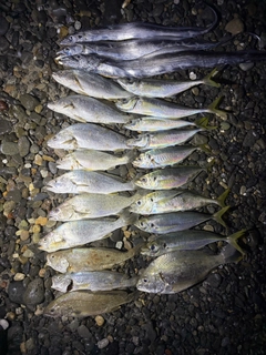 タチウオの釣果