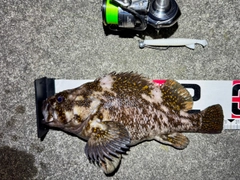 オウゴンムラソイの釣果