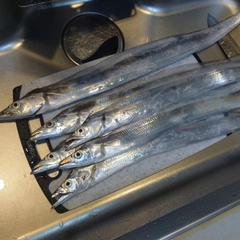 タチウオの釣果
