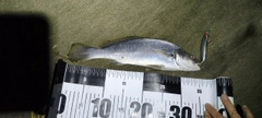 ニベの釣果