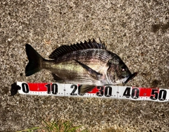 チヌの釣果