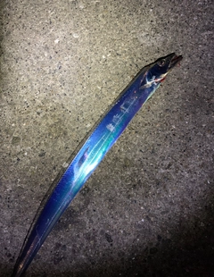 タチウオの釣果
