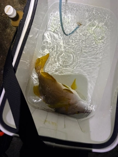 フエダイの釣果