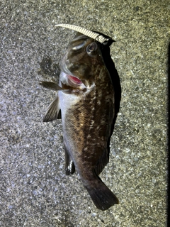 クロソイの釣果
