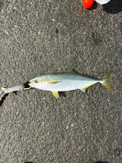 イナダの釣果