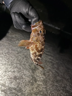 クロホシイシモチの釣果