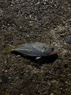 マアジの釣果