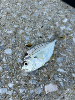 ヒイラギの釣果