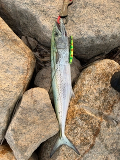 サワラの釣果