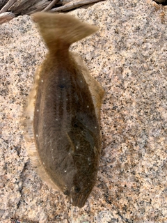 ソゲの釣果