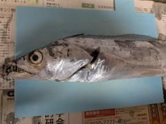 タチウオの釣果