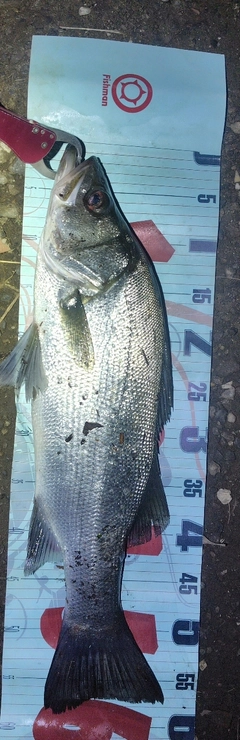 フッコ（ヒラスズキ）の釣果