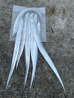 タチウオの釣果