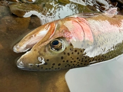 ニジマスの釣果