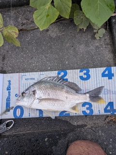 キビレの釣果