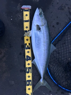 ワラサの釣果