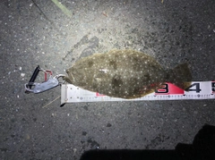 ヒラメの釣果