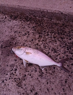 ネリゴの釣果
