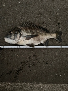 チヌの釣果