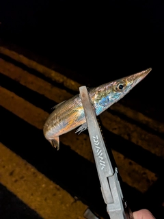 カマスの釣果