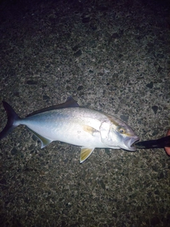 ショゴの釣果