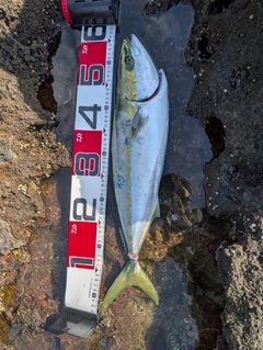 ヒラマサの釣果