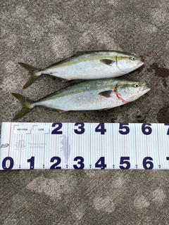フクラギの釣果