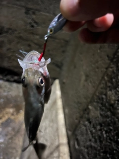 セイゴ（タイリクスズキ）の釣果