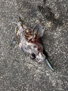 オウゴンムラソイの釣果