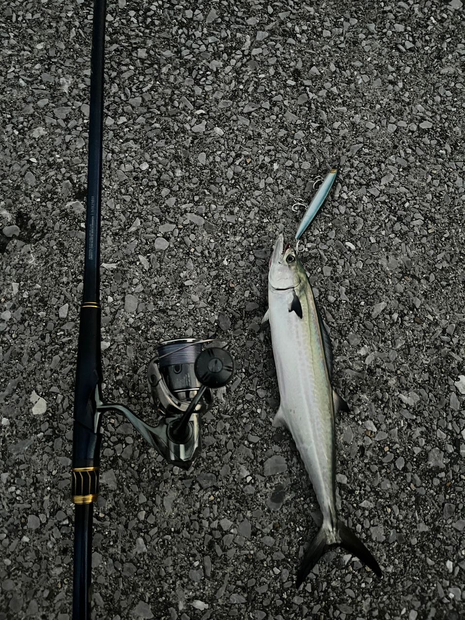 SHIMANO 23ネッサ リミテッド S110MH+の最安値・インプレ・釣果 | 本音