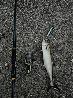 サゴシの釣果