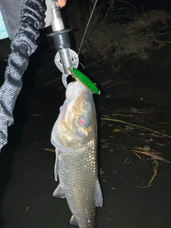 ニゴイの釣果