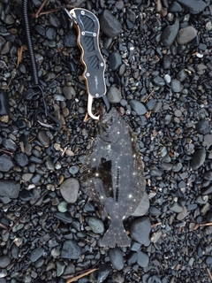 ソゲの釣果