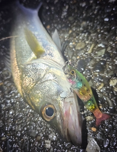 シーバスの釣果