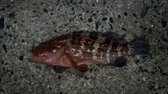 アコウの釣果