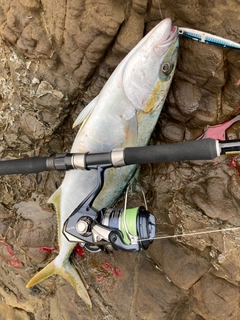 ヒラマサの釣果