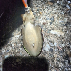 コウイカの釣果