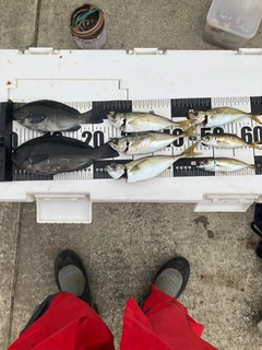 グレの釣果