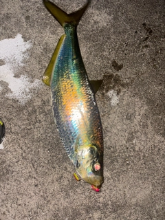 ヒラの釣果