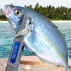 シマアジの釣果