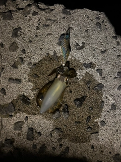 イカの釣果